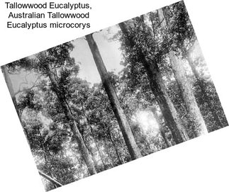 Tallowwood Eucalyptus, Australian Tallowwood Eucalyptus microcorys
