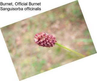 Burnet, Official Burnet Sanguisorba officinalis