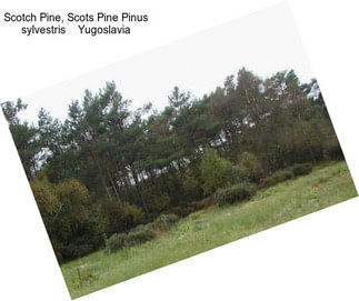 Scotch Pine, Scots Pine Pinus sylvestris    Yugoslavia