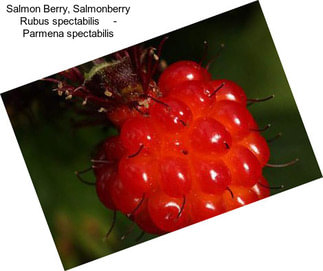 Salmon Berry, Salmonberry Rubus spectabilis     - Parmena spectabilis