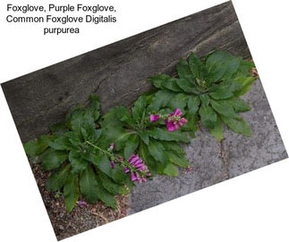 Foxglove, Purple Foxglove, Common Foxglove Digitalis purpurea