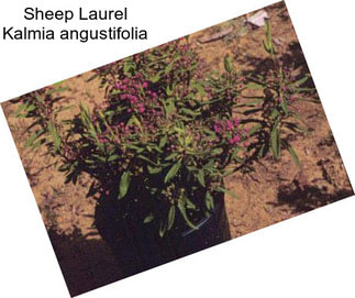 Sheep Laurel Kalmia angustifolia