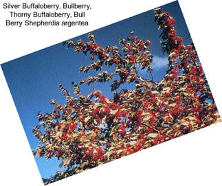 Silver Buffaloberry, Bullberry, Thorny Buffaloberry, Bull Berry Shepherdia argentea