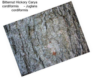 Bitternut Hickory Carya cordiformis     - Juglans cordiformis