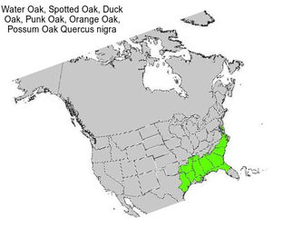 Water Oak, Spotted Oak, Duck Oak, Punk Oak, Orange Oak, Possum Oak Quercus nigra