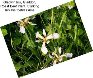 Gladwin Iris, Gladdon, Roast Beef Plant, Stinking Iris Iris foetidissima