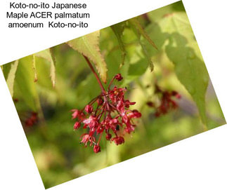 Koto-no-ito Japanese Maple ACER palmatum amoenum  Koto-no-ito