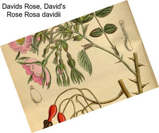 Davids Rose, David\'s Rose Rosa davidii