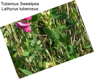 Tuberous Sweetpea Lathyrus tuberosus