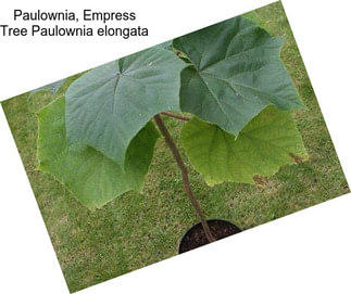 Paulownia, Empress Tree Paulownia elongata