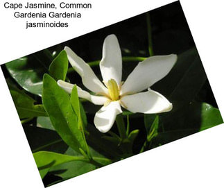 Cape Jasmine, Common Gardenia Gardenia jasminoides