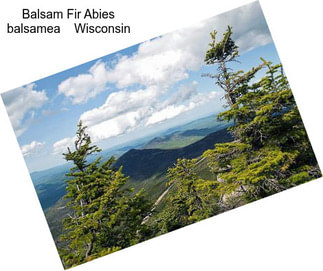 Balsam Fir Abies balsamea    Wisconsin