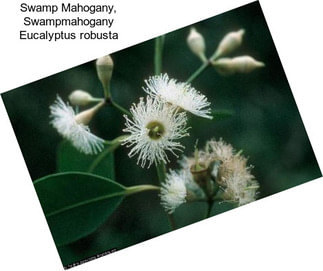 Swamp Mahogany, Swampmahogany Eucalyptus robusta