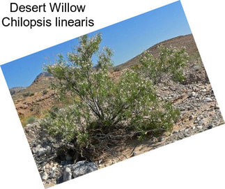 Desert Willow Chilopsis linearis