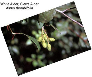 White Alder, Sierra Alder Alnus rhombifolia