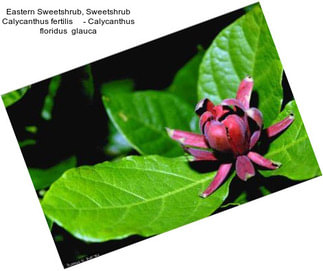 Eastern Sweetshrub, Sweetshrub Calycanthus fertilis     - Calycanthus floridus  glauca
