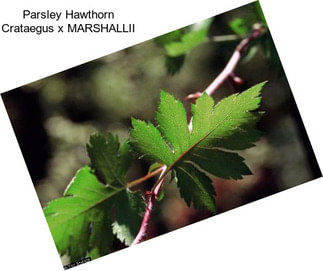 Parsley Hawthorn Crataegus x MARSHALLII