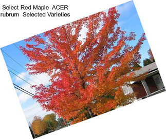 Select Red Maple  ACER rubrum  Selected Varieties