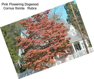 Pink Flowering Dogwood Cornus florida   Rubra