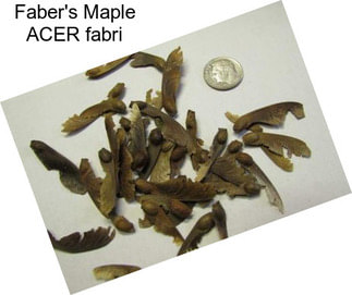 Faber\'s Maple ACER fabri