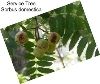 Service Tree Sorbus domestica