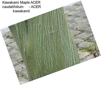 Kawakami Maple ACER caudatifolium     - ACER kawakamii