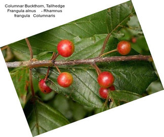 Columnar Buckthorn, Tallhedge Frangula alnus     - Rhamnus frangula   Columnaris