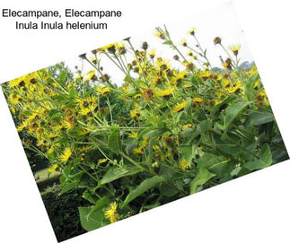 Elecampane, Elecampane Inula Inula helenium