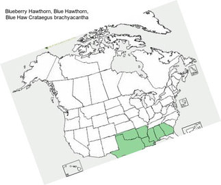 Blueberry Hawthorn, Blue Hawthorn, Blue Haw Crataegus brachyacantha