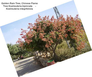 Golden Rain Tree, Chinese Flame Tree Koelreuteria bipinnata     - Koelreuteria integrifoliola
