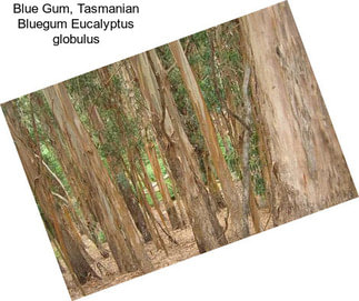 Blue Gum, Tasmanian Bluegum Eucalyptus globulus
