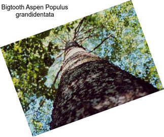 Bigtooth Aspen Populus grandidentata