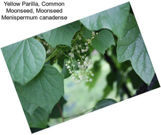 Yellow Parilla, Common Moonseed, Moonseed Menispermum canadense