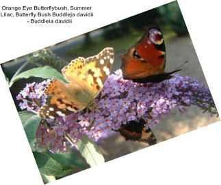 Orange Eye Butterflybush, Summer Lilac, Butterfly Bush Buddleja davidii     - Buddleia davidii