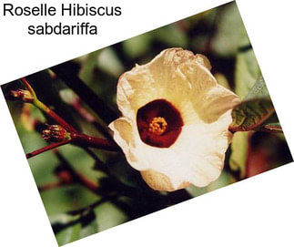 Roselle Hibiscus sabdariffa