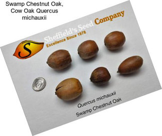Swamp Chestnut Oak, Cow Oak Quercus michauxii