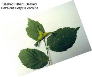 Beaked Filbert, Beaked Hazelnut Corylus cornuta