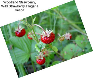 Woodland Strawberry, Wild Strawberry Fragaria vesca