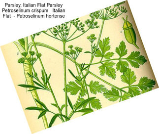 Parsley, Italian Flat Parsley Petroselinum crispum   Italian Flat  - Petroselinum hortense