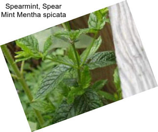 Spearmint, Spear Mint Mentha spicata