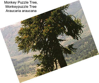 Monkey Puzzle Tree, Monkeypuzzle Tree Araucaria araucana