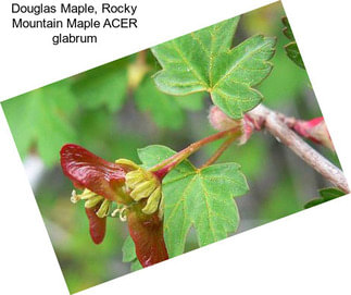 Douglas Maple, Rocky Mountain Maple ACER glabrum