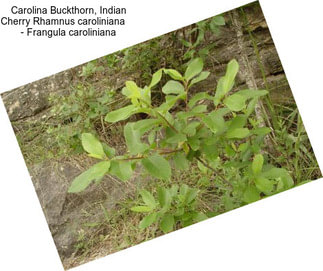 Carolina Buckthorn, Indian Cherry Rhamnus caroliniana     - Frangula caroliniana