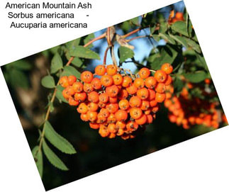 American Mountain Ash Sorbus americana     - Aucuparia americana