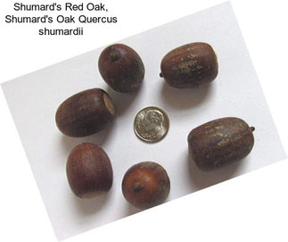 Shumard\'s Red Oak, Shumard\'s Oak Quercus shumardii