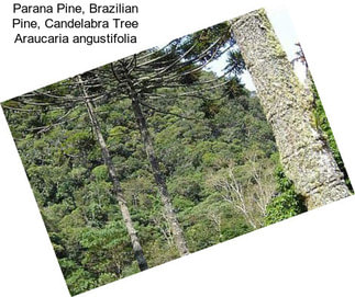 Parana Pine, Brazilian Pine, Candelabra Tree Araucaria angustifolia