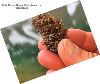 White Spruce Cones Picea glauca     - Picea glauca