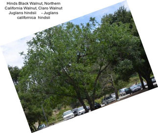 Hinds Black Walnut, Northern California Walnut, Claro Walnut Juglans hindsii     - Juglans californica  hindsii