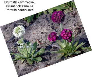 Drumstick Primrose, Drumstick Primula Primula denticulata