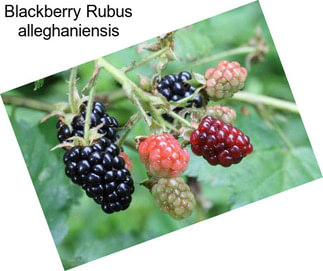 Blackberry Rubus alleghaniensis